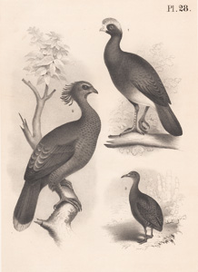 The Crested Curassow, The Supercilious Guan, The Tataupa